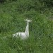 mini-IMG_1210